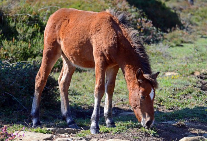 Wild horse (foal) in Galicia, Spain