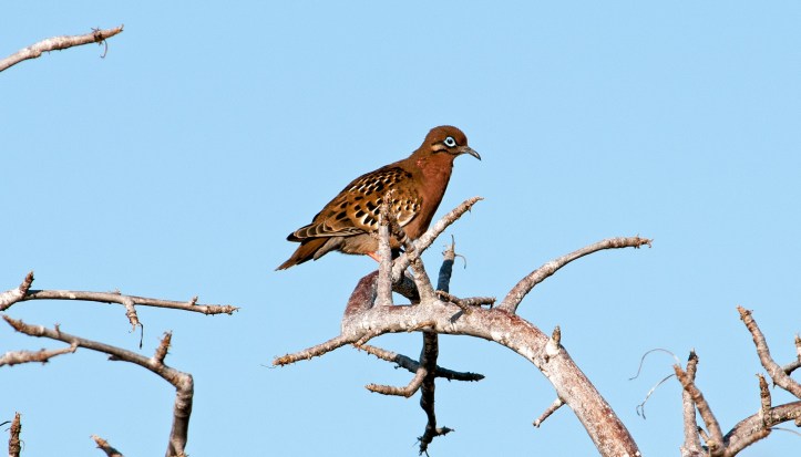  Galapagos Dove (Zenaida galapagoensis)