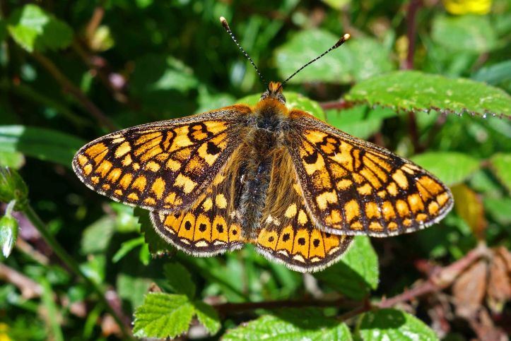 Marsh Fritillary (Eurodryas aurina aurinia) Galicia, Spain