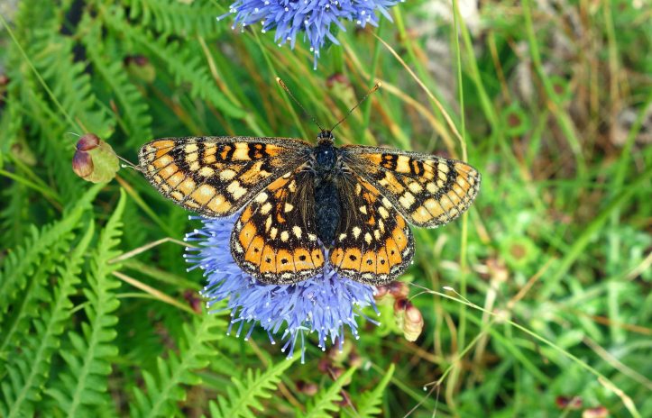 Worn Marsh Fritillary (Eurodryas aurinia) feeding on Sheep's bit scabious (Jasione montana)