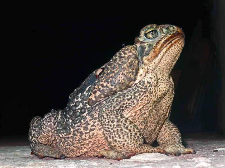 The Rococo toad, Rhinella schneideri, Argentina.
