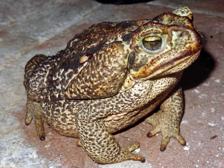 The Rococo toad, Rhinella schneideri, Argentina.