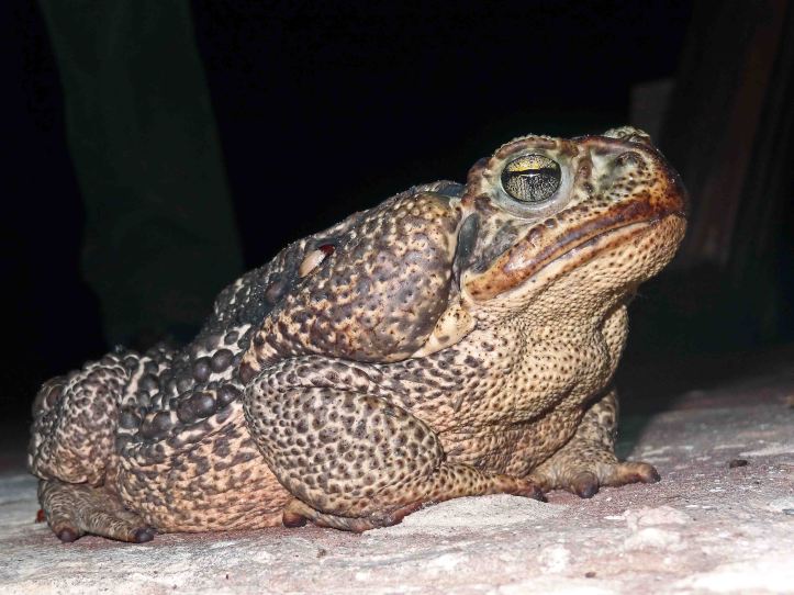 Rhinella schneideri,Argentina