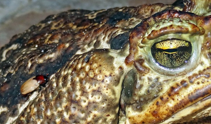 Beetle and mosquito seen on back of Rhinella schneideri 