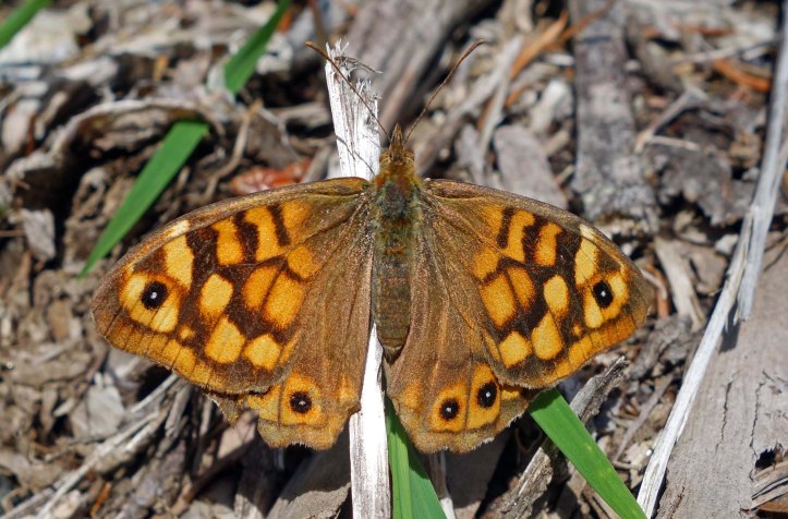 Speckled Wood (Parage aegeria aegeria) from Galicia, Spain on 17 June 2013.