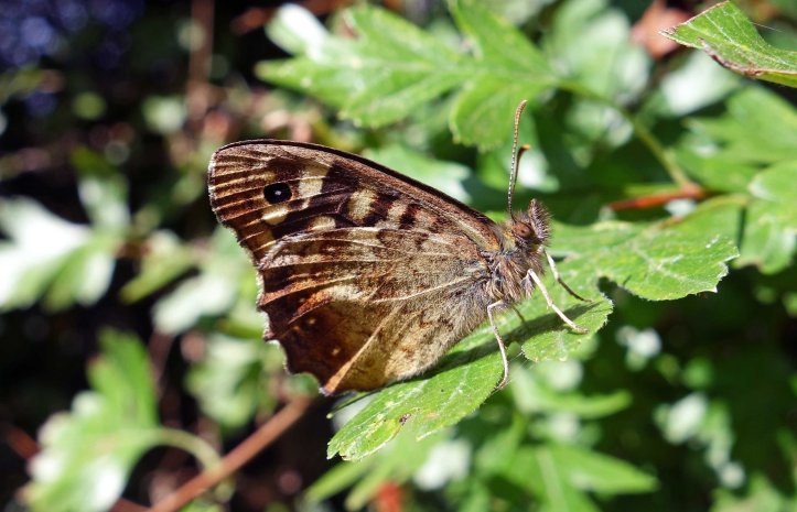 Speckled wood (Pararge aegeria ssp. tircis) uds; from Bedfordshire, Sept 2014