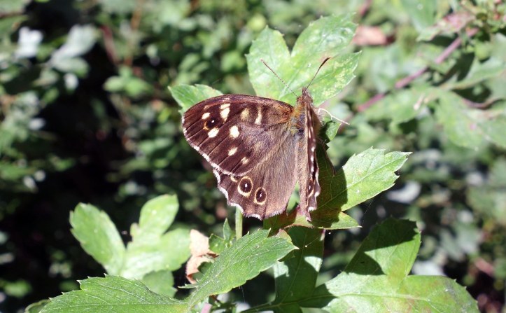 Speckled wood (Pararge aegeria ssp.  tircis) ups from Bedfordshire, Sept 2014