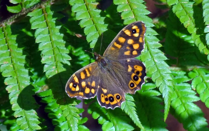 Speckled Wood (P. aegeriea aegeriea), in Galicia on 14 Feb 2012.