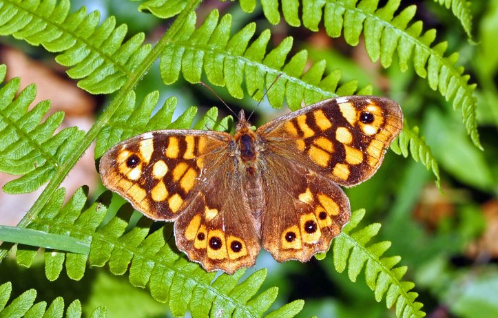 Speckled Wood (P. aegeriea aegeria), taken in Galicia, Spain on 2 June 2011. 