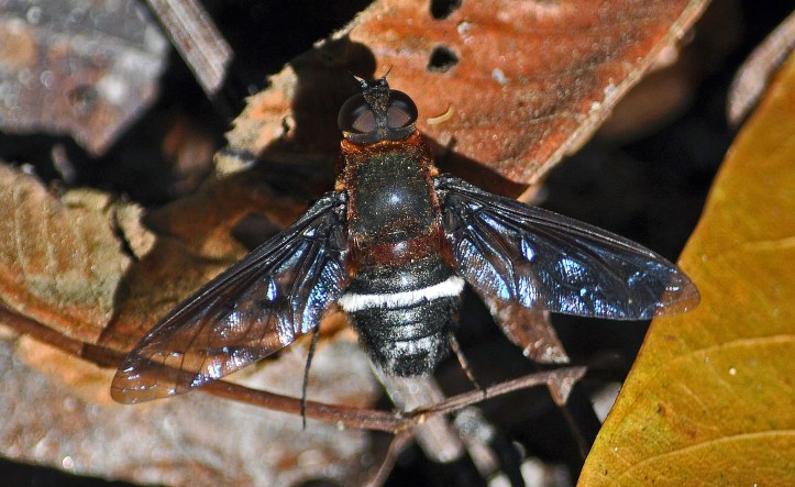 The bee fly, Ligyra tantalus (Bombyliidae), Chiang Mai, Thailand