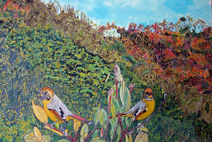 Painting of Bar-throated minla by Ray Cannon