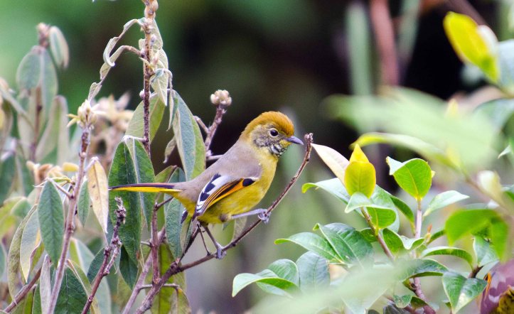 Bar-throated minla Doi Inthanon