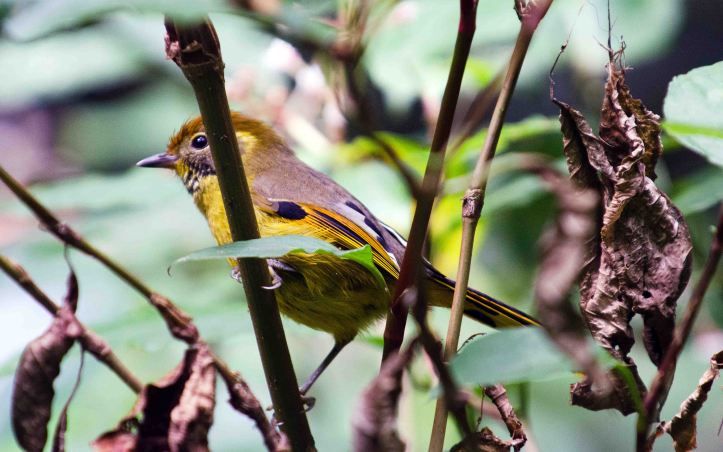 Bar-throated minla on Doi Inthanon
