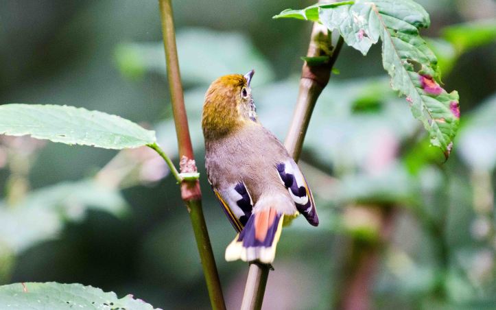 Bar-throated minla on Doi Inthanon