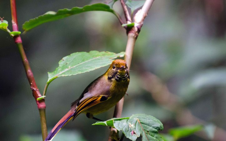 Bar-throted minla on Doi Inthanon 