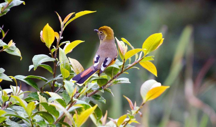 Bar-throted minla on Doi Inthanon