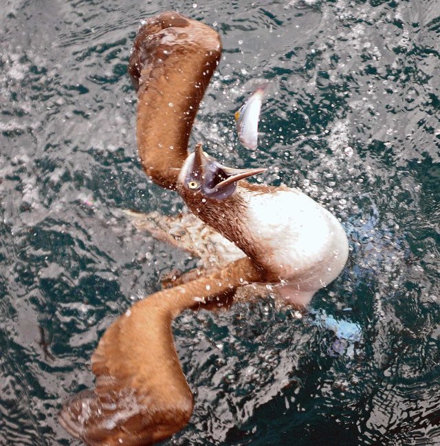 Blue-footed booby catching a fish