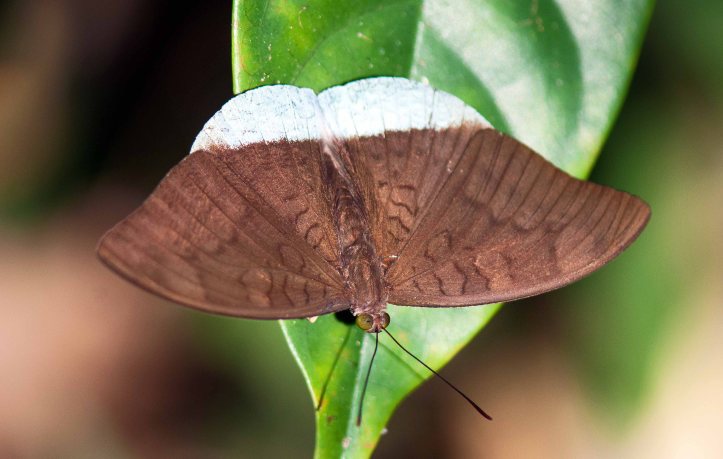 Common Earl (Tanaecia julii)
