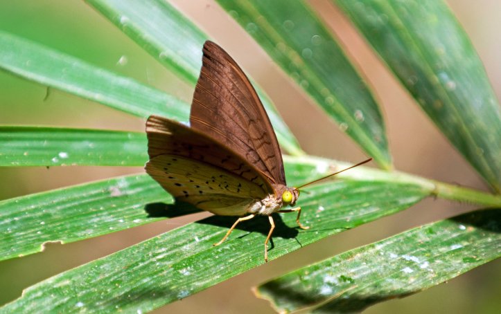 Common Earl (Tanaecia julii odilina) male