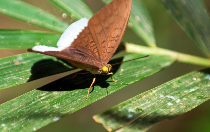 Common Earl (Tanaecia julii odilina) male 