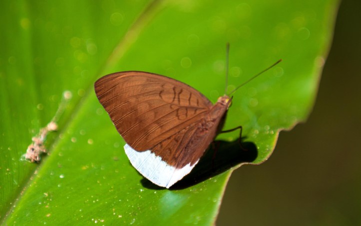 Common Earl (Tanaecia julii) male