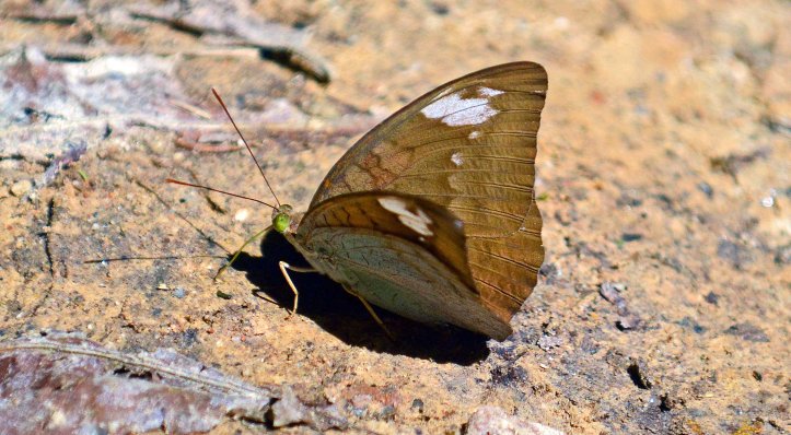 Common Earl (Tanaecia julii odilinia) female 