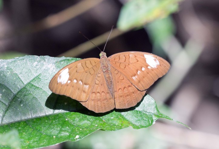 Common Earl (Tanaecia julii odilinia) female Doi Pui 3