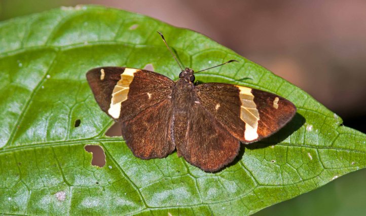 Dark Yellow-banded Flat (Celaenorrhinus aurivittata aurivittata Moore, 1878) Thailand