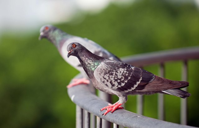 Feral pigeon