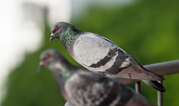 Feral pigeon (Columba livia domestica) male