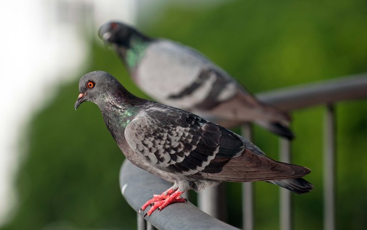 Feral pigeons (Columba livia domestica) female with chequered plumage