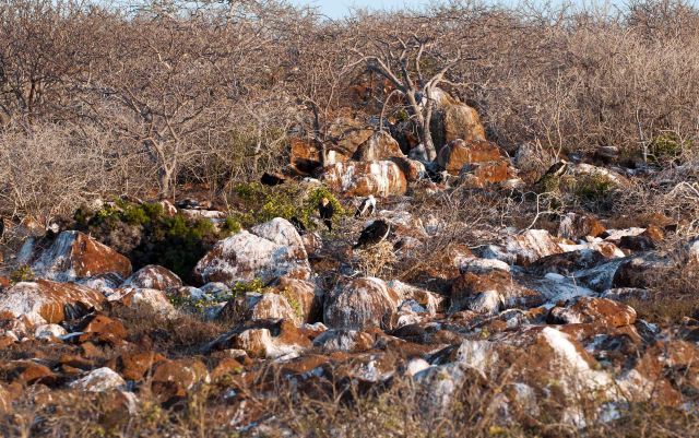 Frigatebird colony, with some brown-headed juveniles, North Seymour