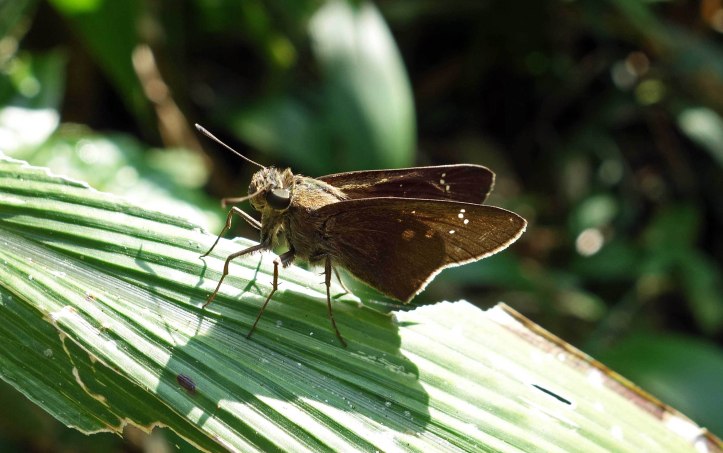 Fullstop swift (Caltoris cormasa) Doi Chiang Dai, Chiang Mai, Thailand