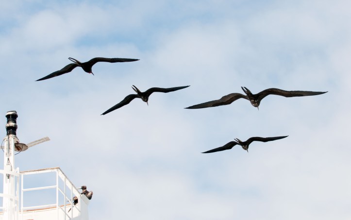 Frigatebirds gliding above a moving ship in the Galapagos
