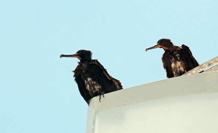 Immature frigatebirds sitting on the top of a moving ship in the Galapagos.