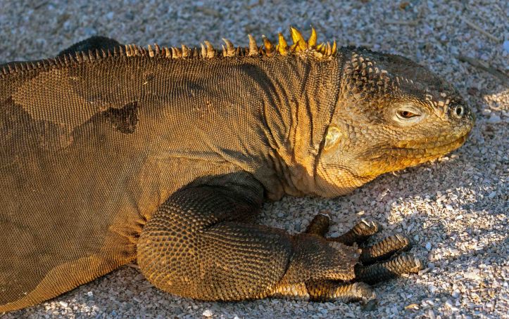  Land iguana (Conolophus subcristatus) Galapagos 
