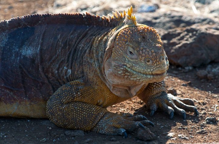 Land iguana (Conolophus subcristatus) Galapagos