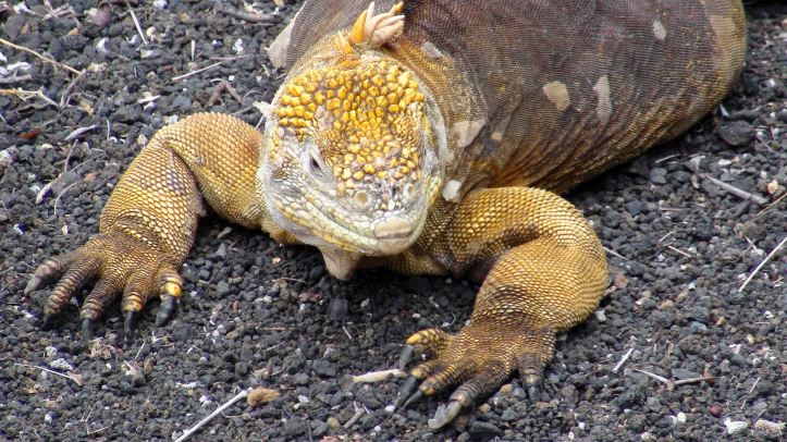  Land iguana (Conolophus subcristatus) Galapagos captive bred.