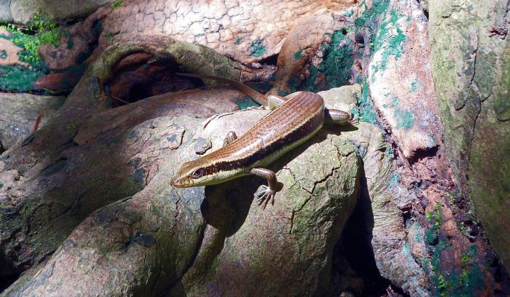 Long-tailed sun skink (Mabuya longicaudata)