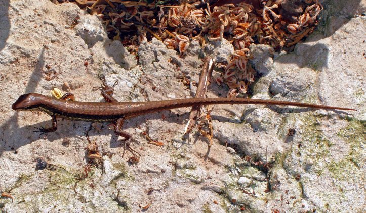 Long tailed sun skink (Mabuya longicaudata)