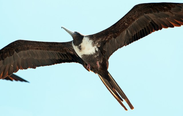 Magnificent frigatebird female