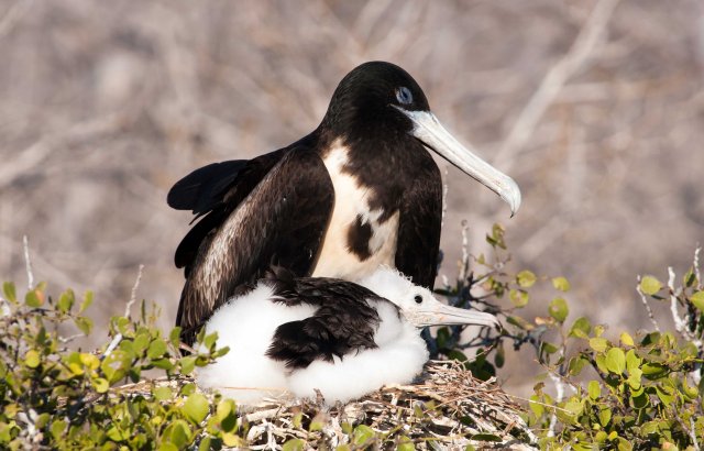 Magnificent frigatebird female with chick