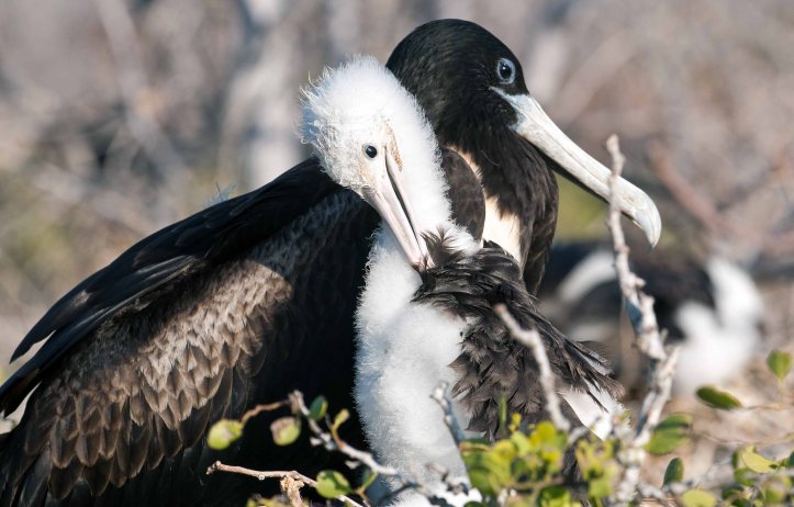 Magnificent frigatebird female with chick
