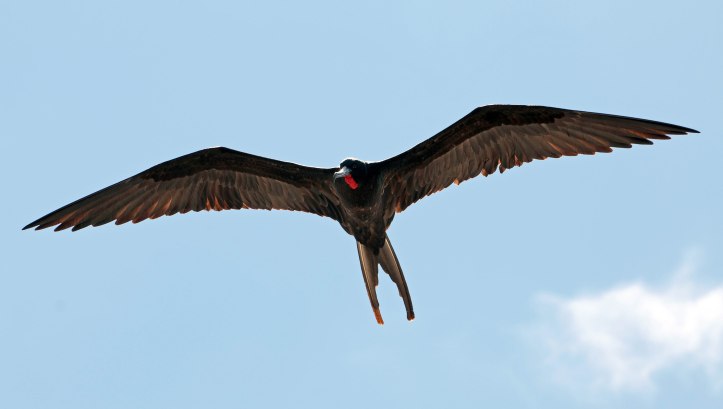  Magnificent frigatebird male Galapagos 