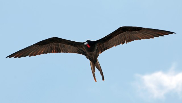 Magnificent frigatebird male Galapagos