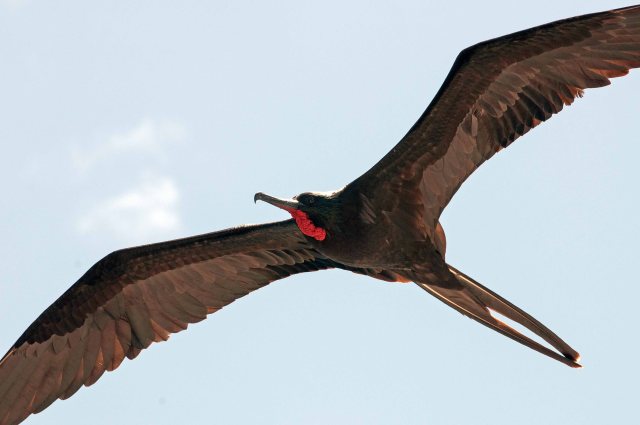 Magnificent frigatebird male Galapagos