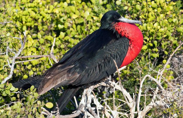 Magnificent frigatebird male, North Seymour Is