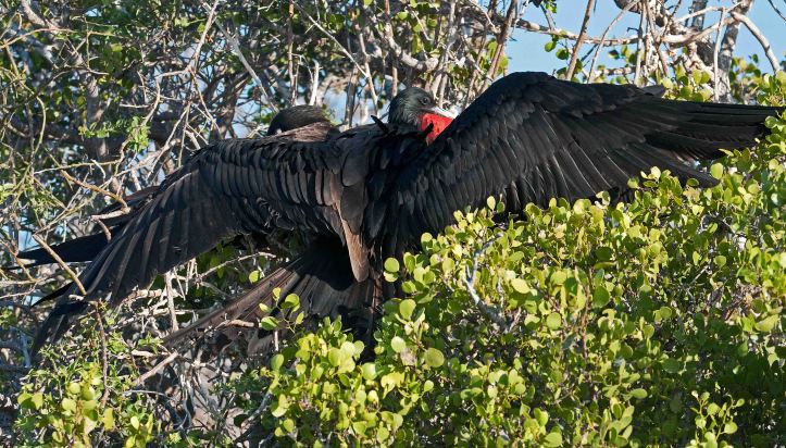 Magnificent frigatebird male in 'sunbathing posture'