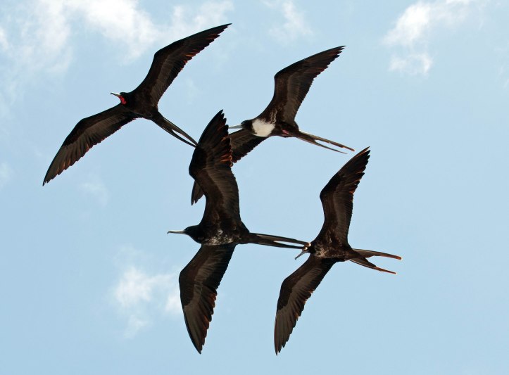 Male, female and immature magnificent frigatebirds, Galapagos