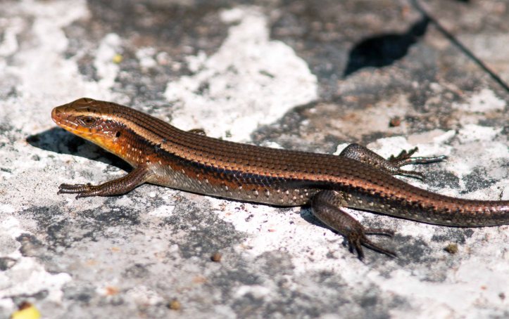 Many-lined Sun Skink (Mabuya multifasciata) from Doi Chiang Dao, Thailand